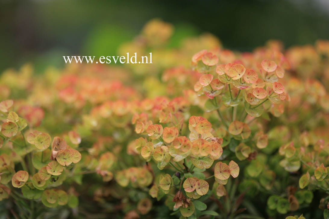 Euphorbia 'Charam' (REDWING)