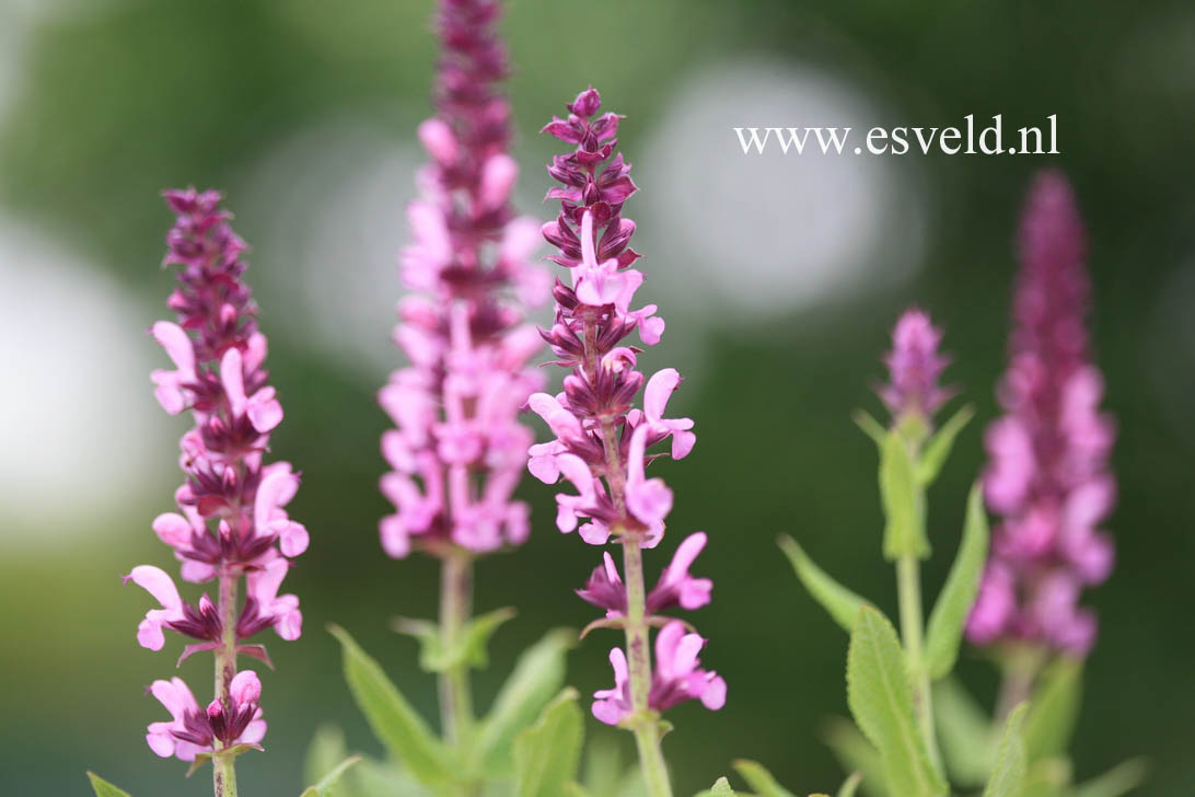 Salvia nemorosa 'Sensation Rose'