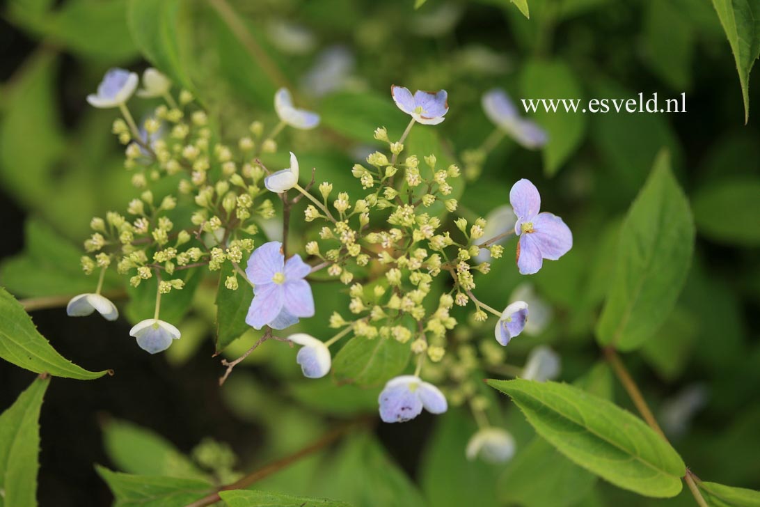 Hydrangea serrata 'Seto no tsuki'