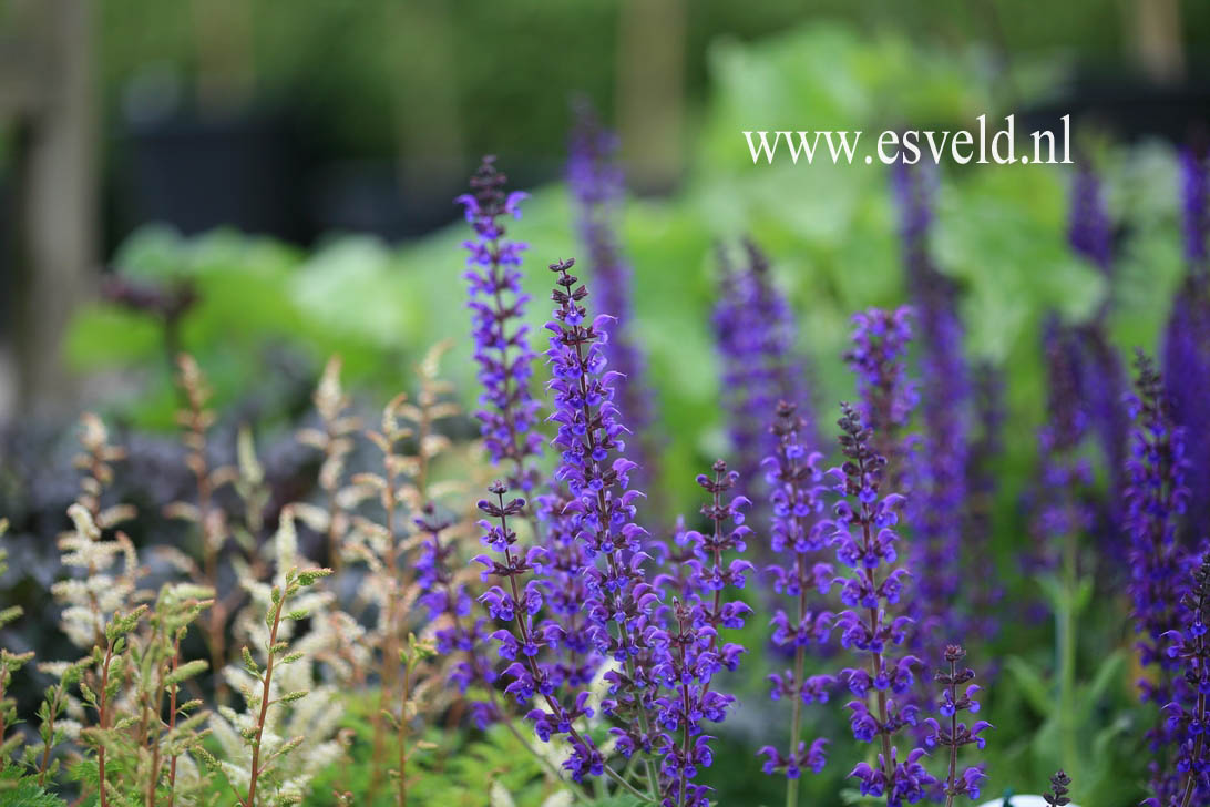 Salvia nemorosa 'Mainacht'