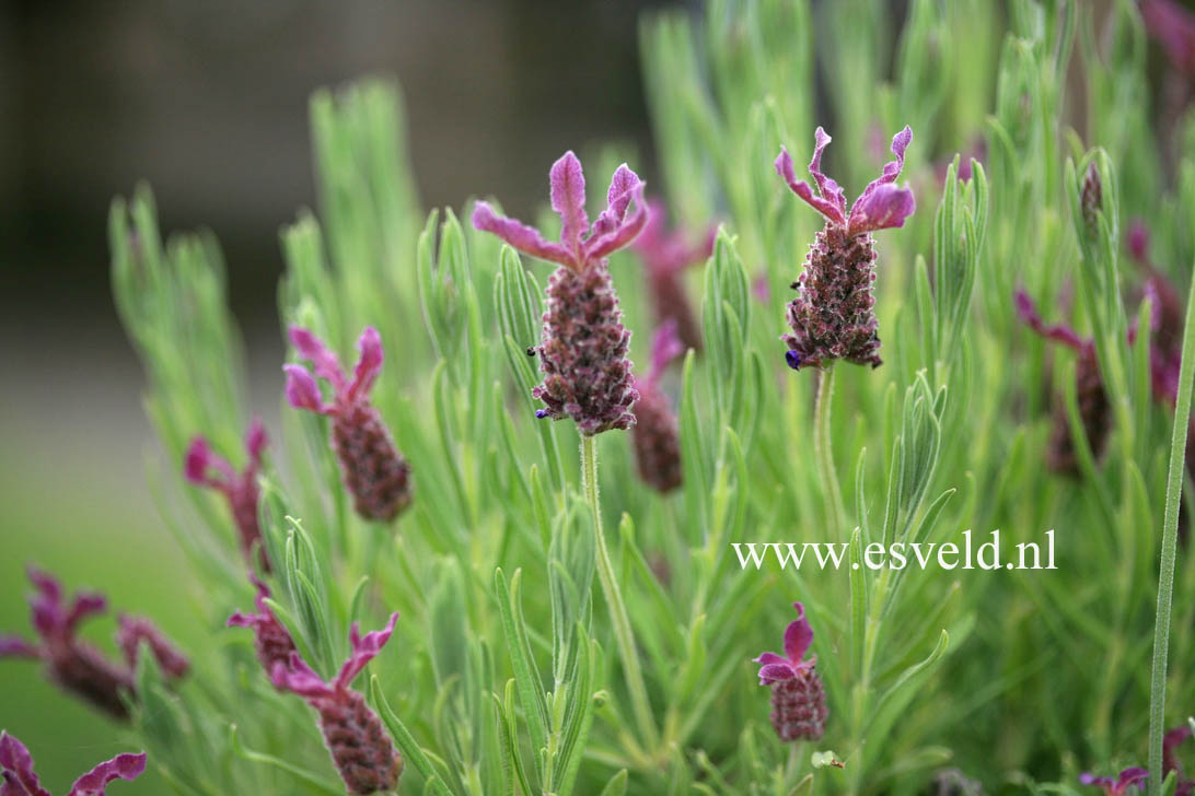 Lavandula stoechas