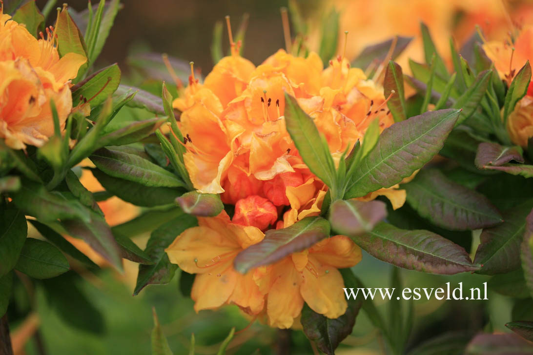 Azalea 'Glowing Embers'