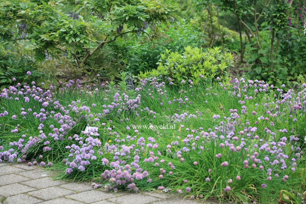 Allium schoenoprasum 'Forescate'