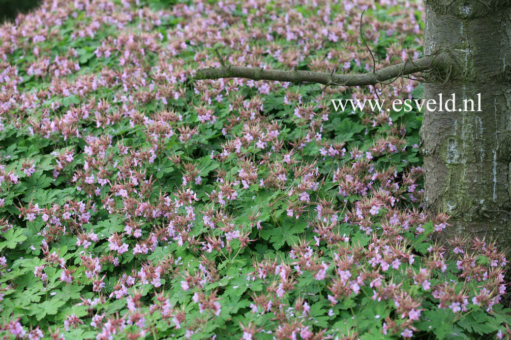 Geranium macrorrhizum 'Ingwersen's Variety'