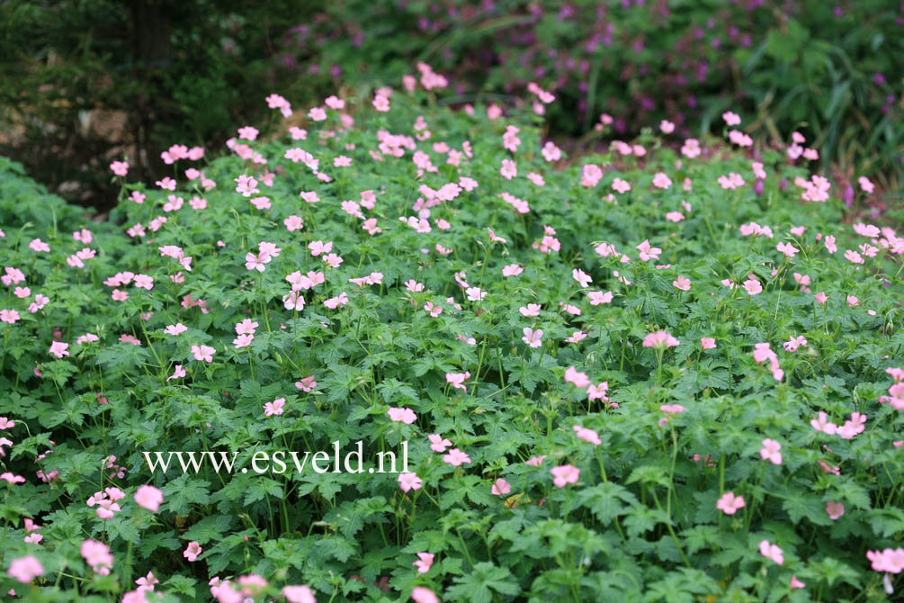 Geranium endressii 'Wargrave Pink'