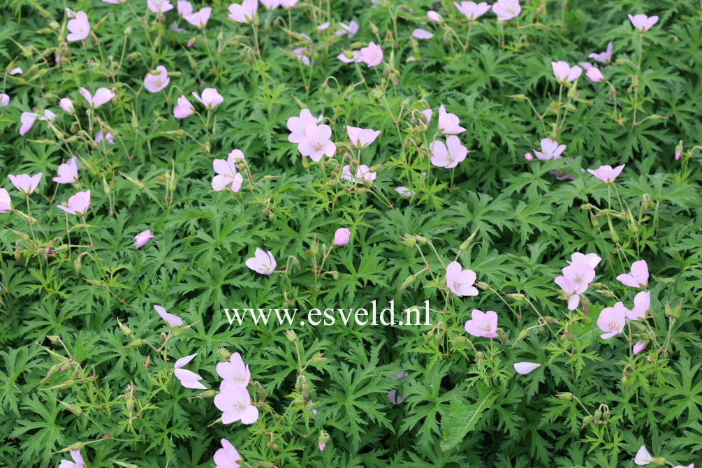 Geranium clarkei 'Kashmir Pink'