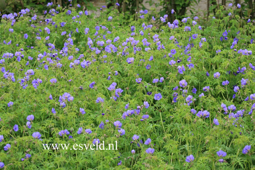 Geranium 'Brookside'