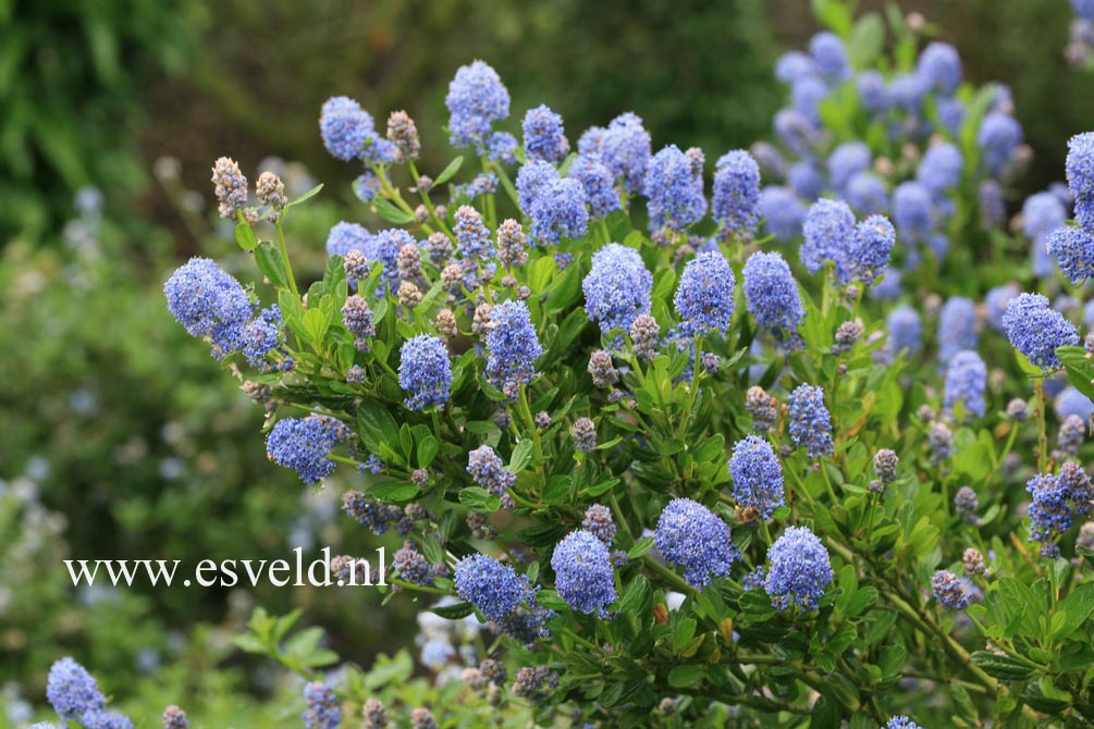 Ceanothus impressus 'Victoria'