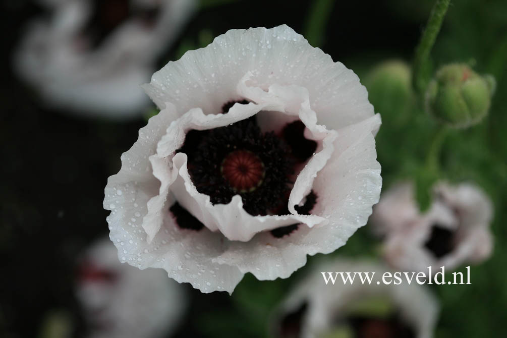 Papaver orientale 'Perry's White'