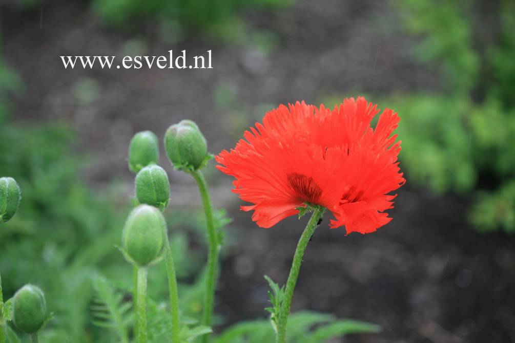 Papaver orientale 'Tuerkenlouis'