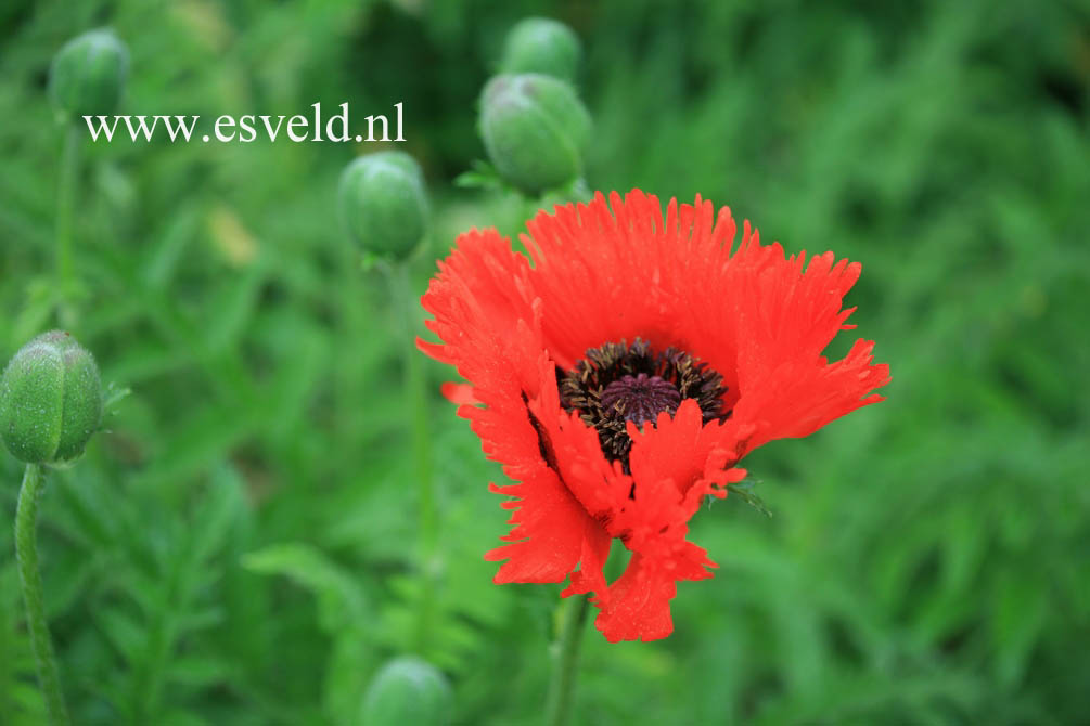 Papaver orientale 'Tuerkenlouis'