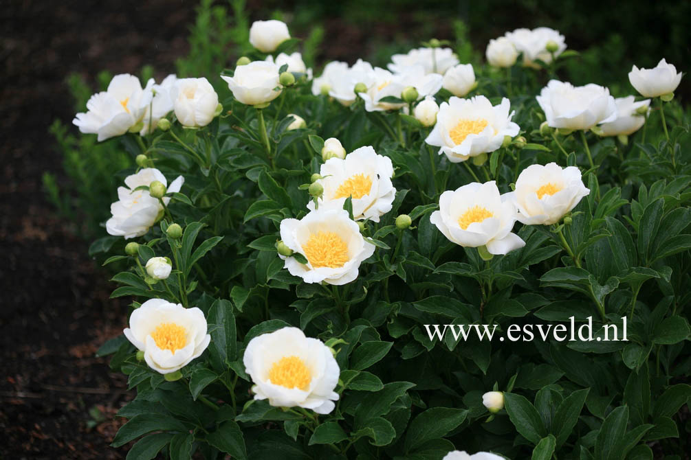 Paeonia 'Jan van Leeuwen'