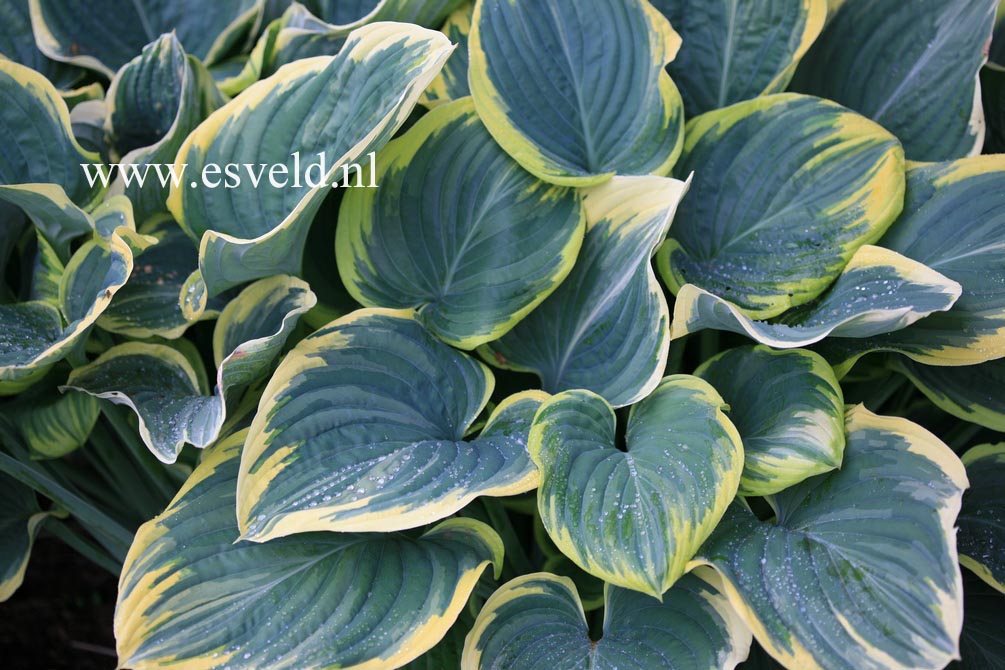 Hosta 'Sagae'