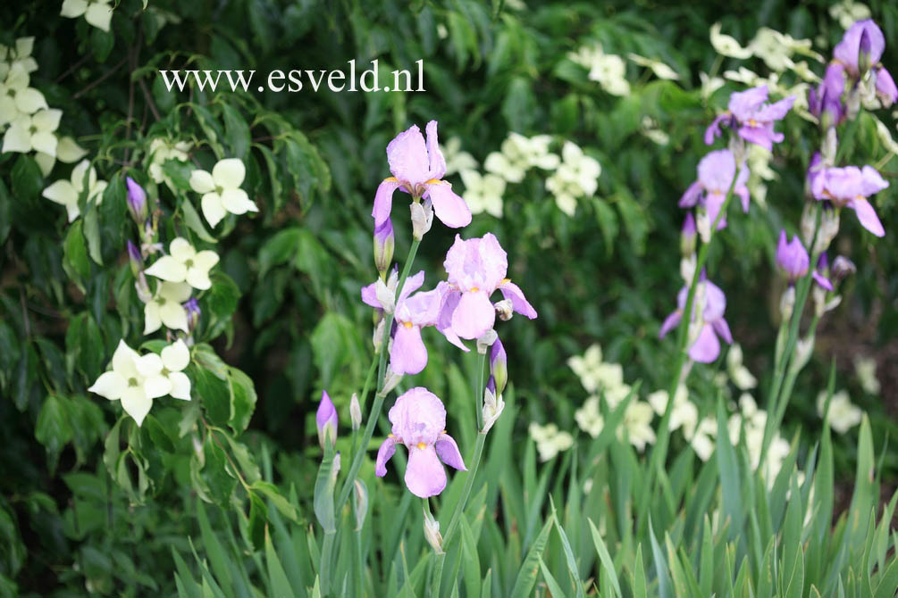 Iris 'Susan Bliss'