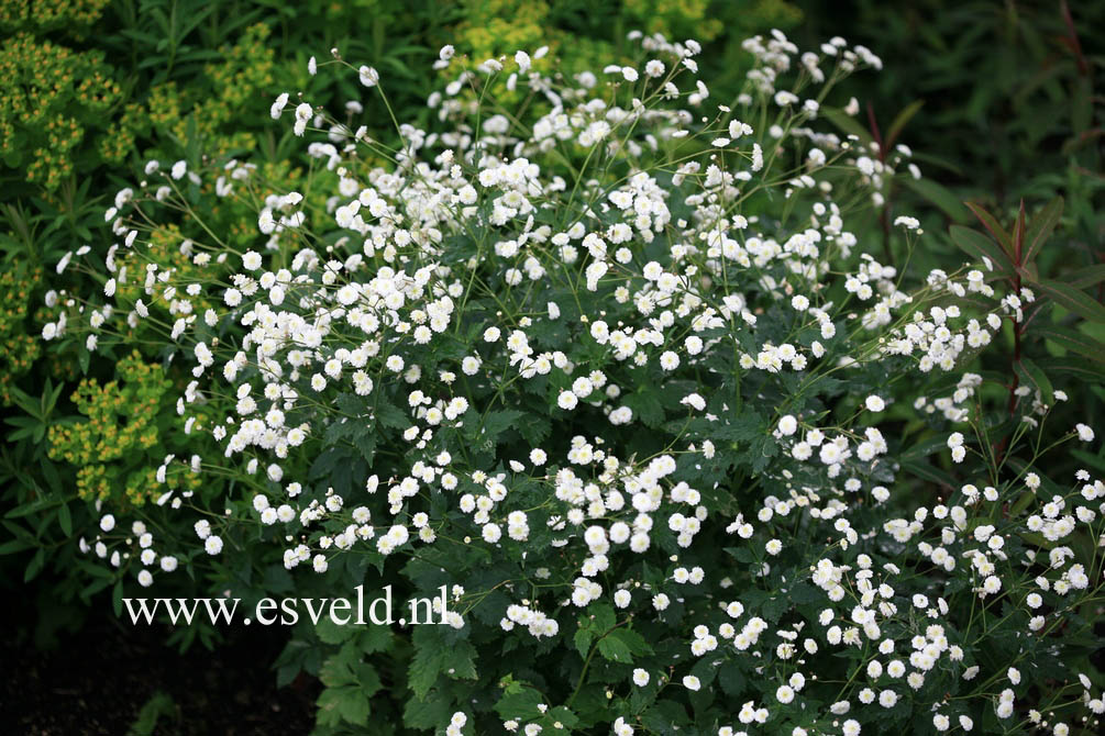 Ranunculus aconitifolius 'Pleniflorus'