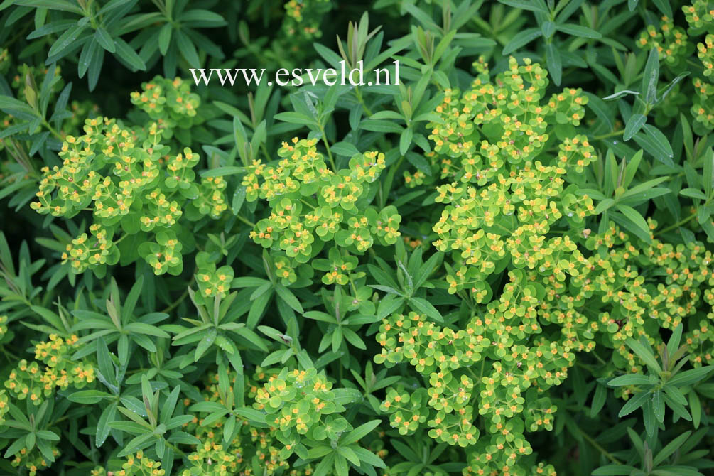 Euphorbia palustris 'Walenburg's Glorie'