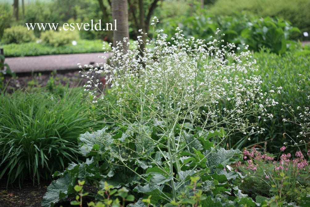 Crambe cordifolia