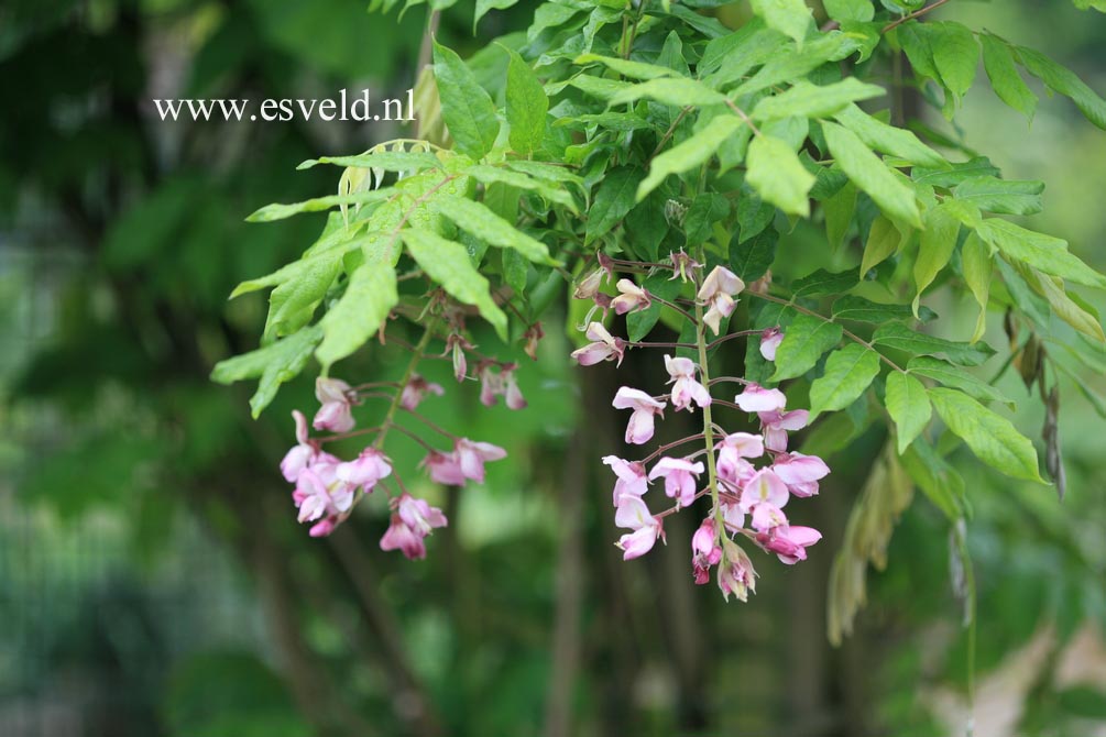 Wisteria floribunda 'Kuchi-beni' (Alborosea)