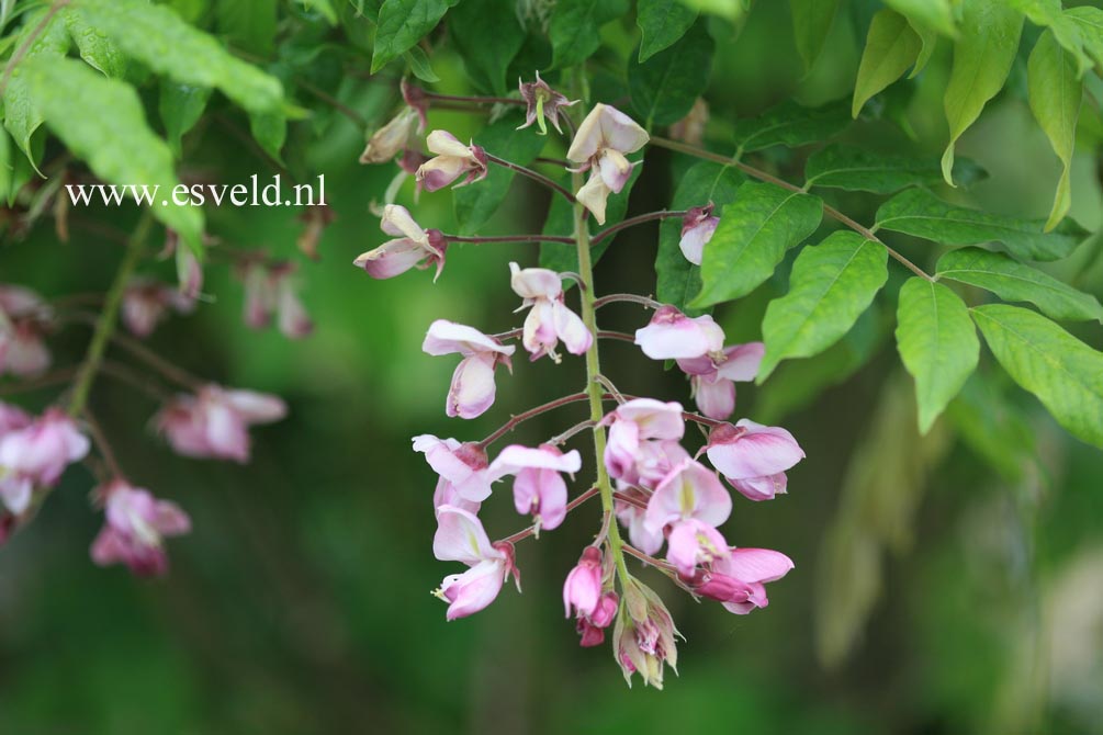 Wisteria floribunda 'Kuchi-beni' (Alborosea)