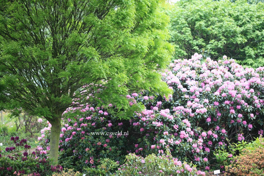 Rhododendron 'Susan'