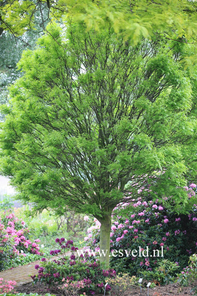 Gleditsia triacanthos 'Elegantissima'