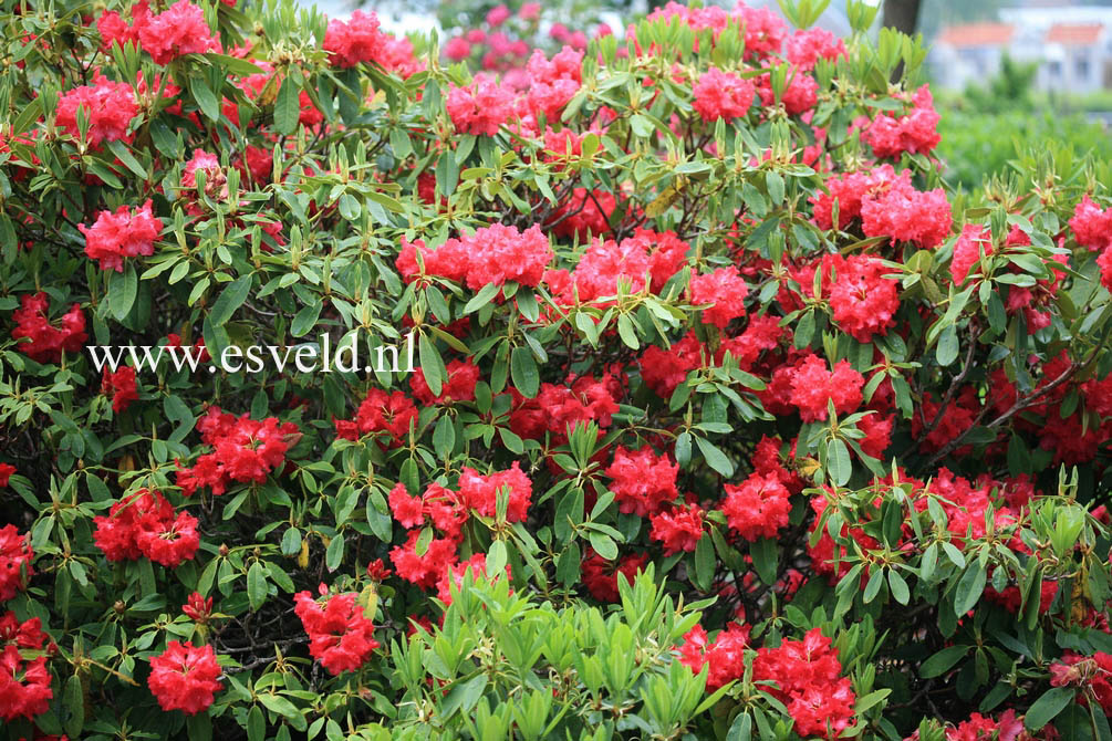 Rhododendron 'Britannia'