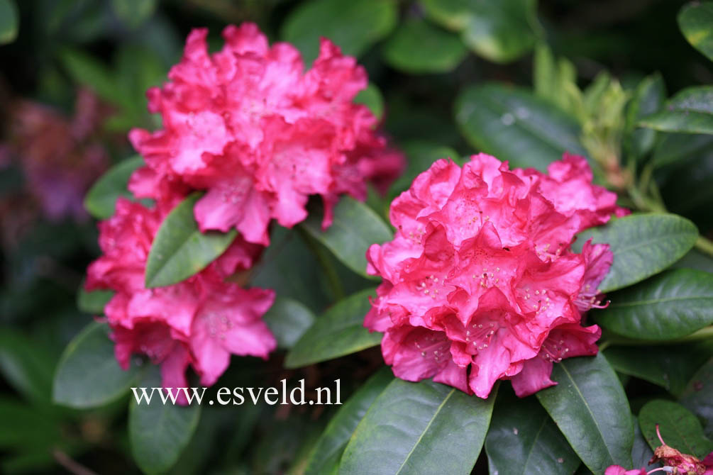 Rhododendron 'Caractacus'