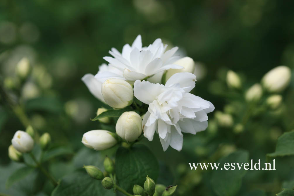 Philadelphus 'Schneesturm'