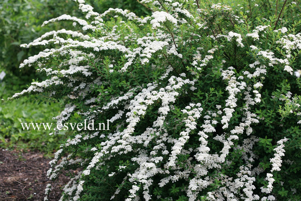 Spiraea nipponica 'Snowmound'