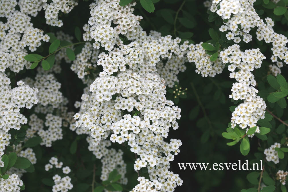 Spiraea nipponica 'Snowmound'