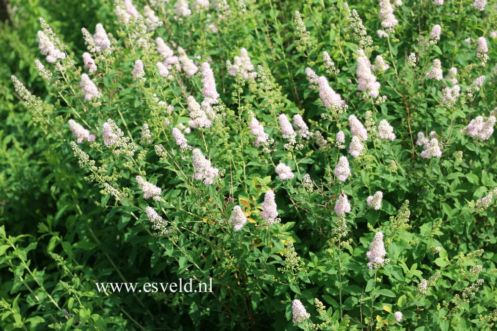 Spiraea salicifolia