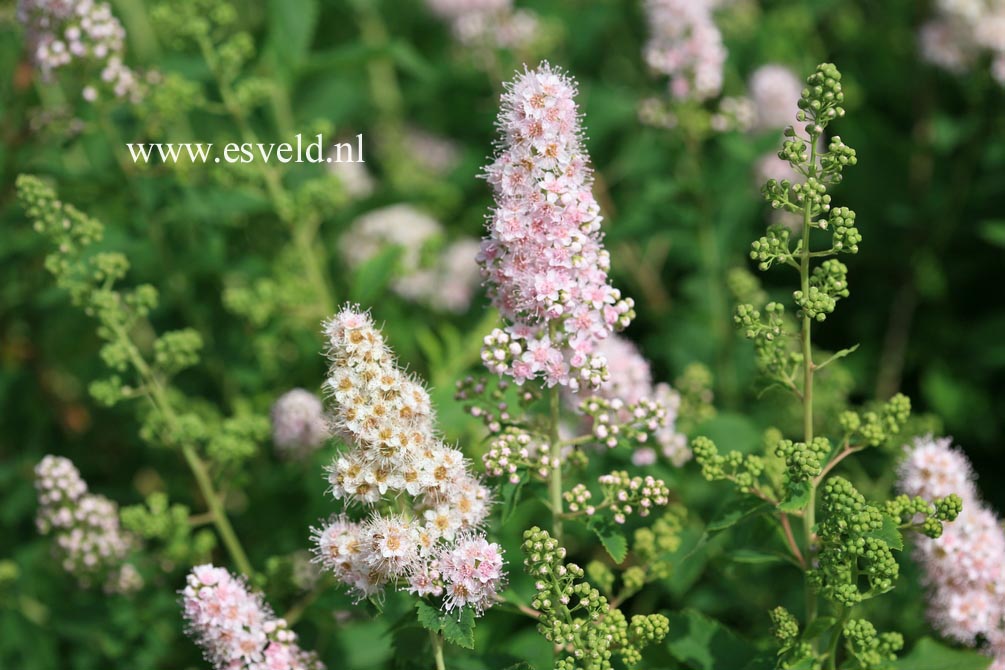 Spiraea salicifolia