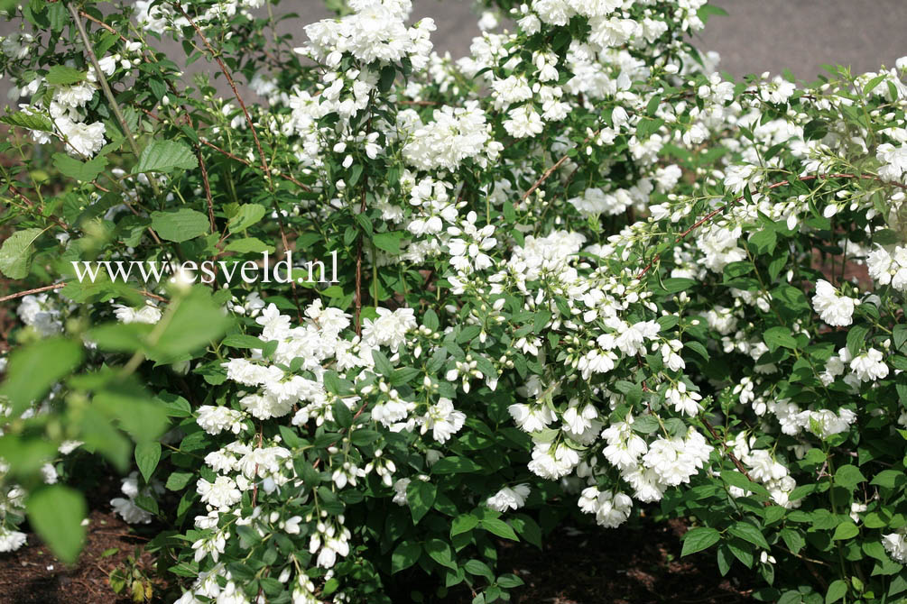 Philadelphus 'Snowbelle'