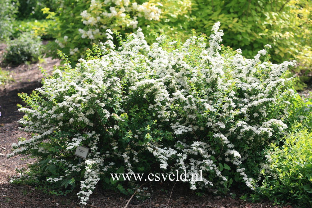 Spiraea nipponica 'June Bride'