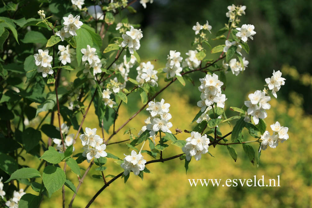 Philadelphus coronarius