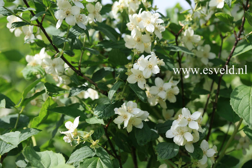 Philadelphus coronarius