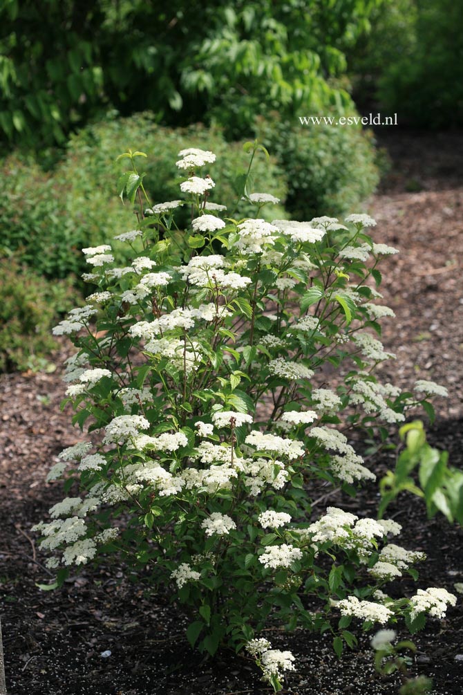 Viburnum dentatum 'White and Blue'