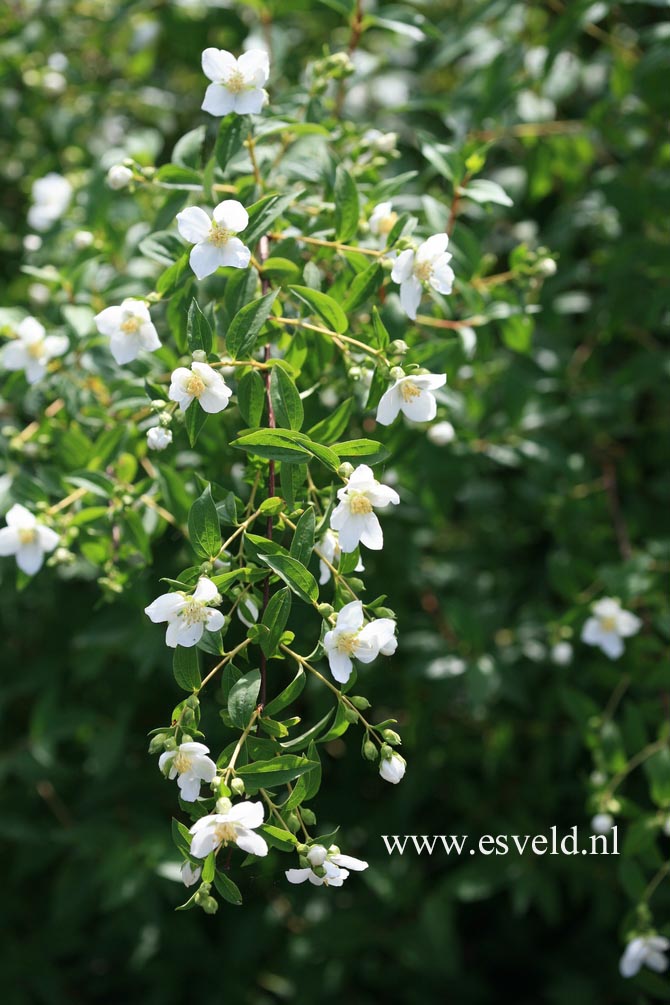 Philadelphus 'Lemoinei'