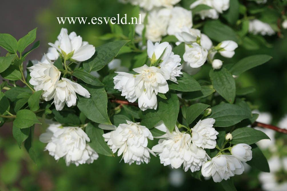 Philadelphus 'Manteau d'Hermine'