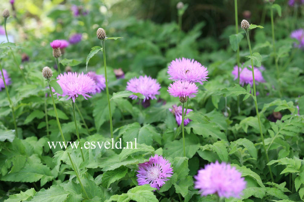 Centaurea hypoleuca 'John Coutts'