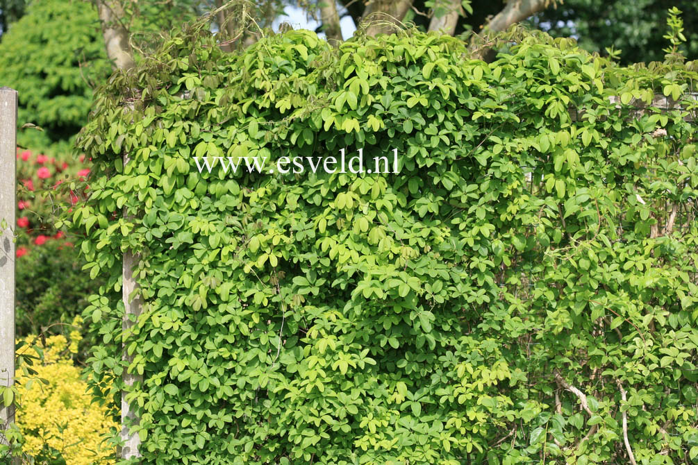 Akebia quinata