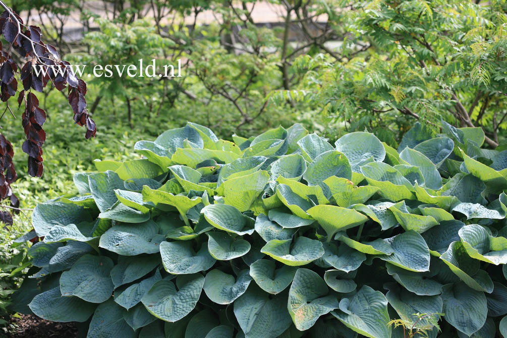 Hosta sieboldiana 'Elegans'