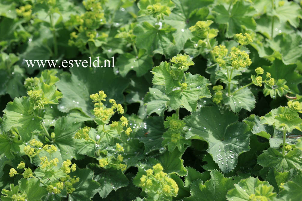 Alchemilla mollis