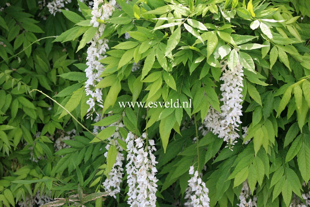 Wisteria floribunda 'Shiro noda'