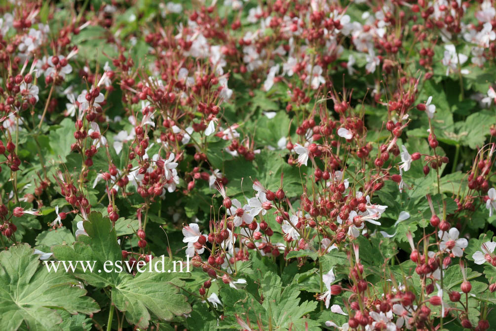 Geranium macrorrhizum 'Spessart'