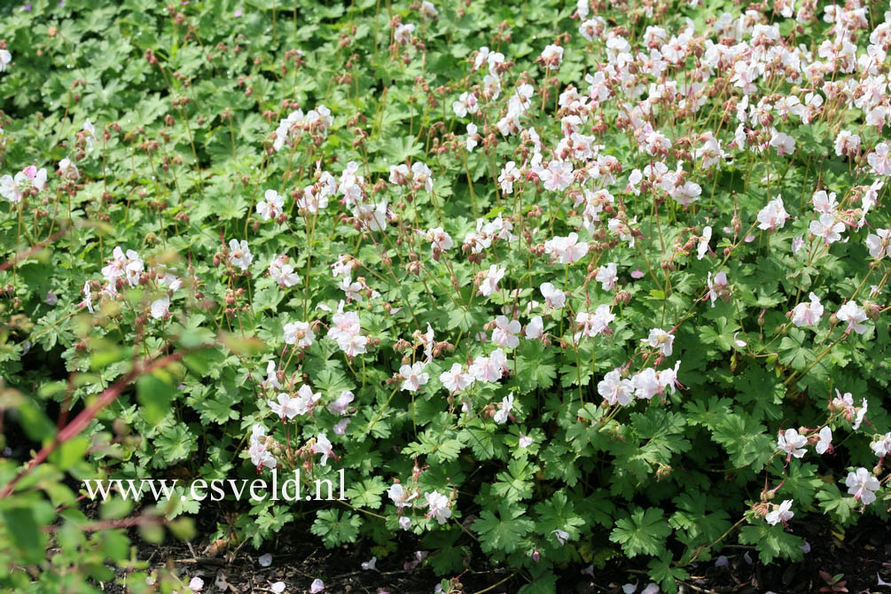 Geranium cantabrigiense 'Biokovo'