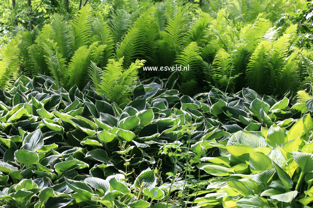 Hosta fortunei 'Francee'