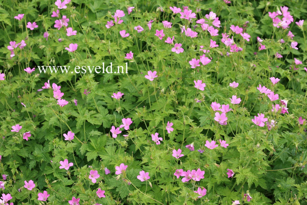 Geranium endressii