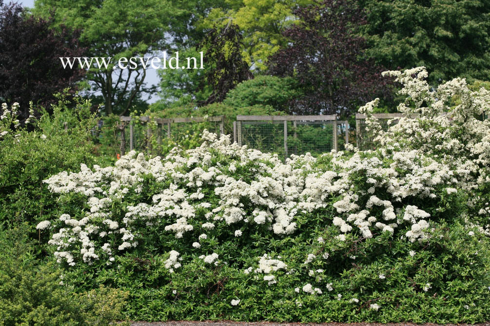Pyracantha coccinea 'Red Cushion'