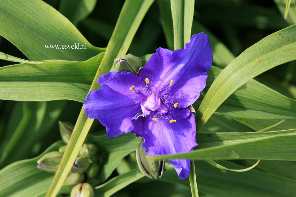 Tradescantia andersoniana 'Zwanenburg Blue'